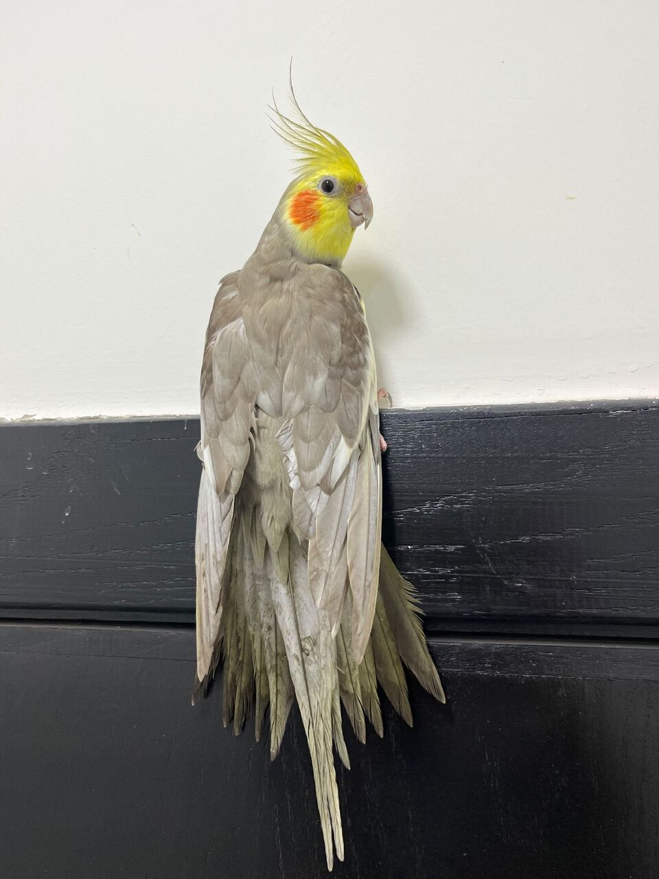 Dammam, Pet Supplies, SAR 350,  Beautiful And Well Trained Cocktail For Sale