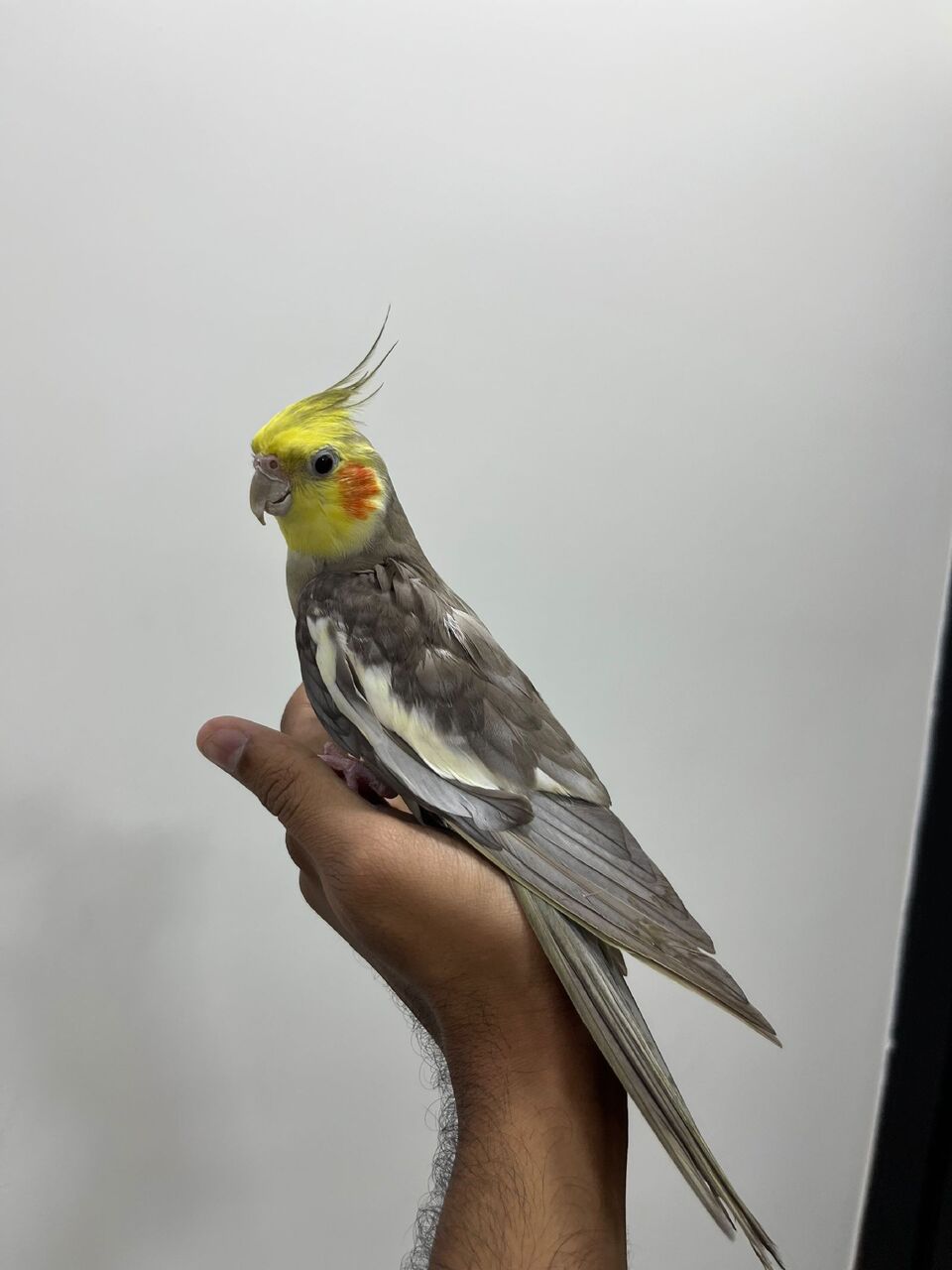 Dammam, Pet Supplies, SAR 350,  Beautiful And Well Trained Cocktail For Sale