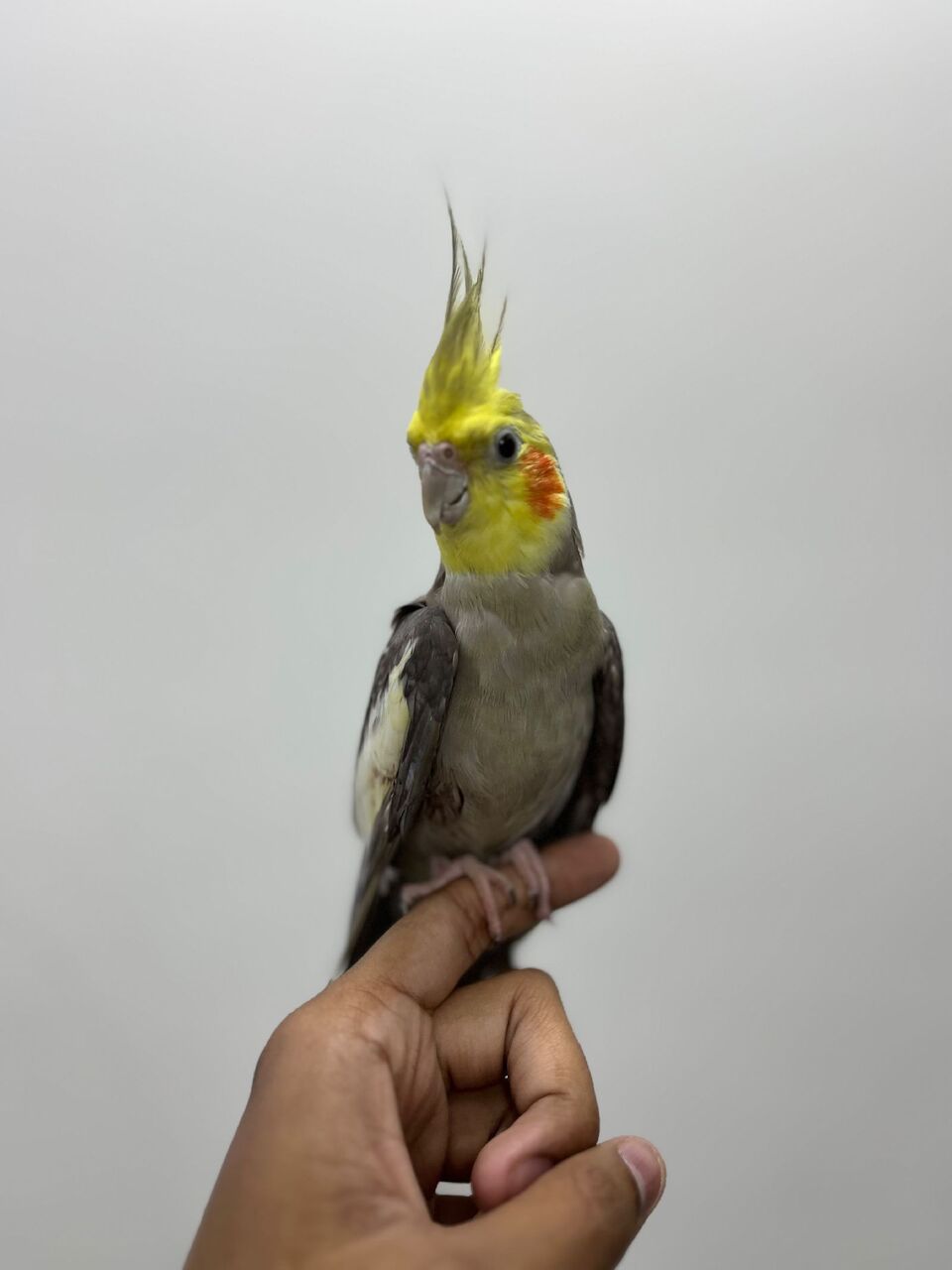 Dammam, Pet Supplies, SAR 350,  Beautiful And Well Trained Cocktail For Sale