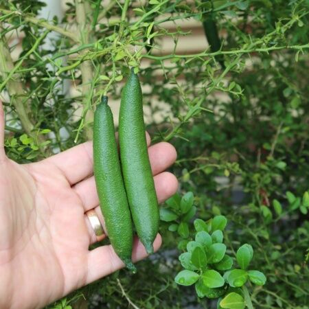 Sydney, Farm & Garden, AUD 15,  Finger Lime For Sale Australia &ndash; Discover Quality Citrus Plants