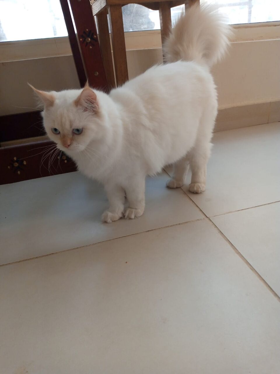 Dammam, Pet Supplies, Flame Point Himalayan Kittens Male For Adoption