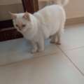 Flame Point Himalayan Kittens Male For Adoption