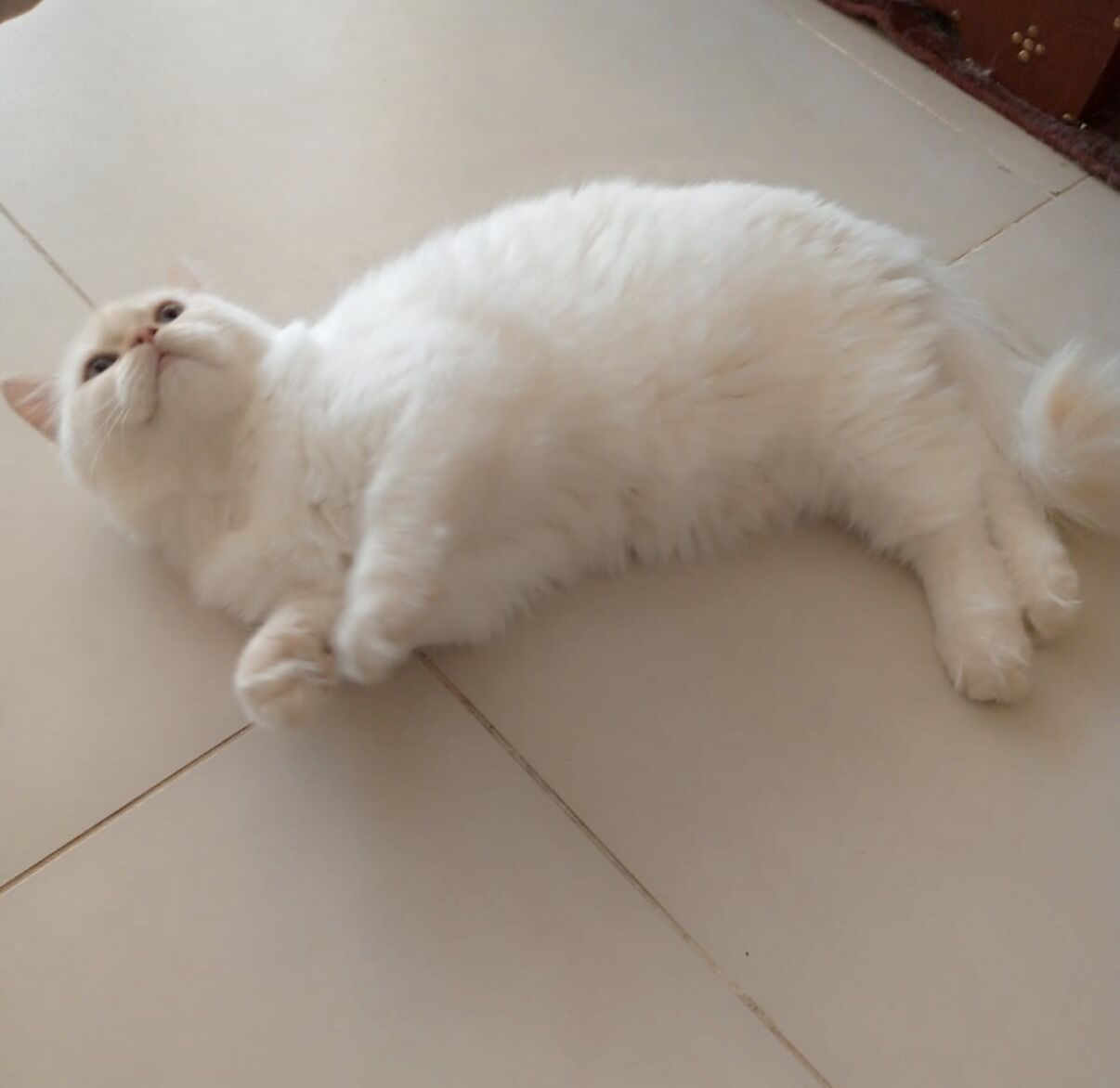 Dammam, Pet Supplies, Flame Point Himalayan Kittens Male For Adoption