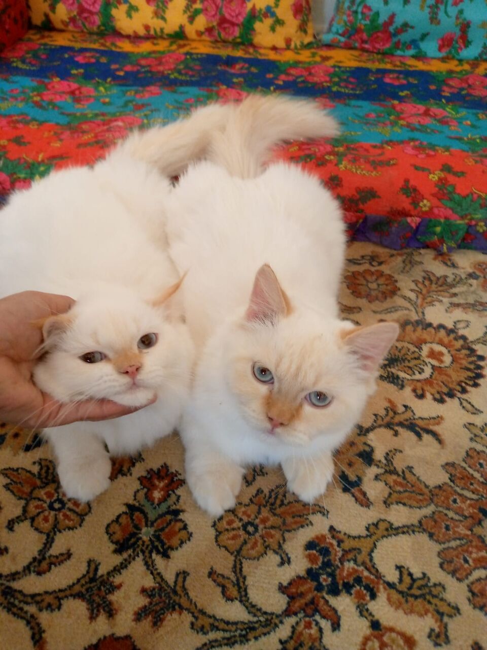 Dammam, Pet Supplies, Flame Point Himalayan Kittens Male For Adoption