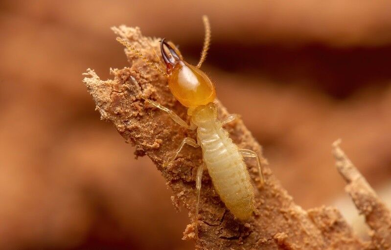 New York, Pest Control, Understanding Formosan Subterranean Termite Damage And Risks
