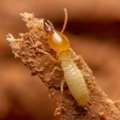 Understanding Formosan Subterranean Termite Damage And Risks