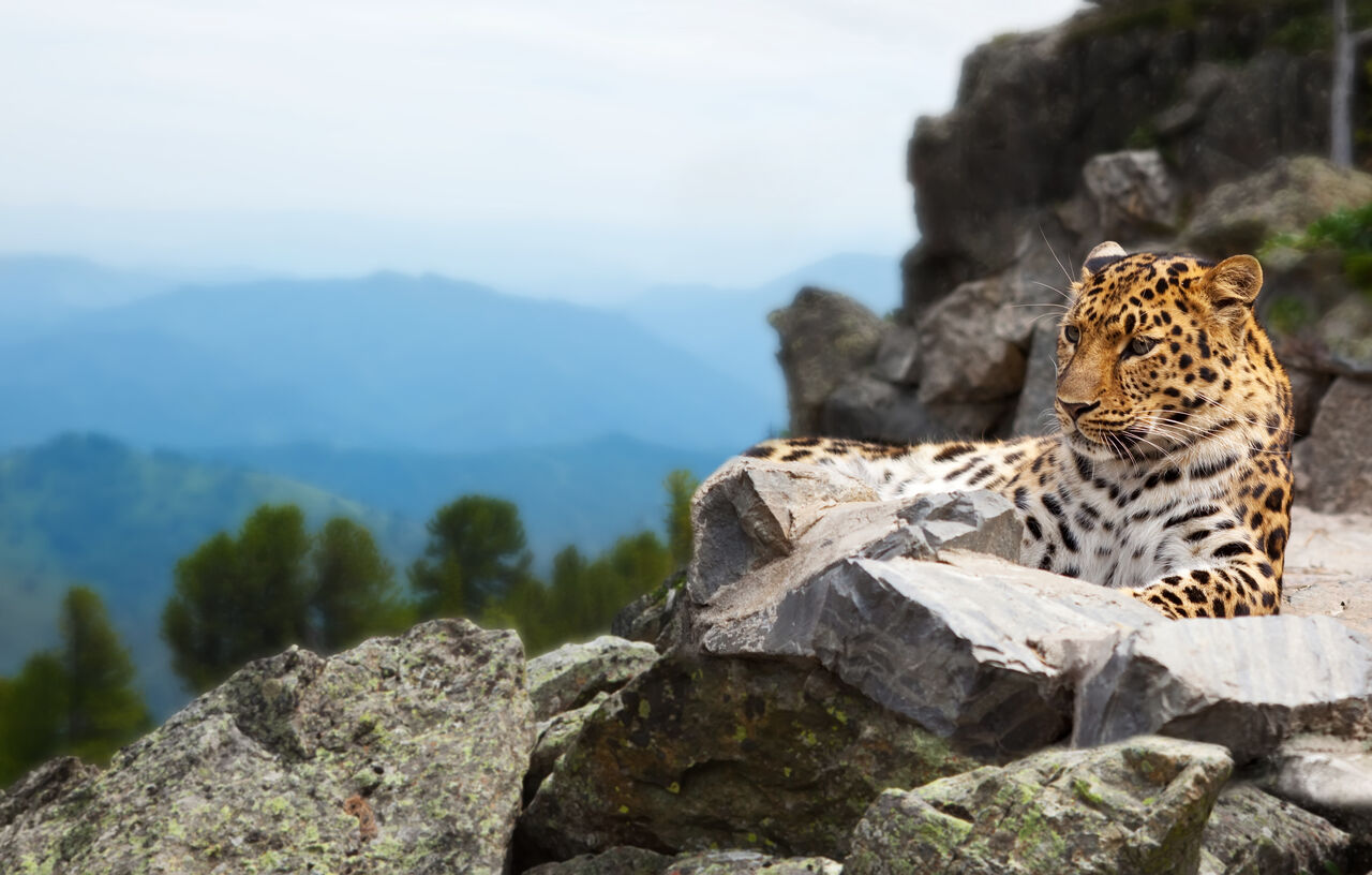 Mumbai, Travel, Spiti Valley Snow Leopard Tours | Raacho Trekkers