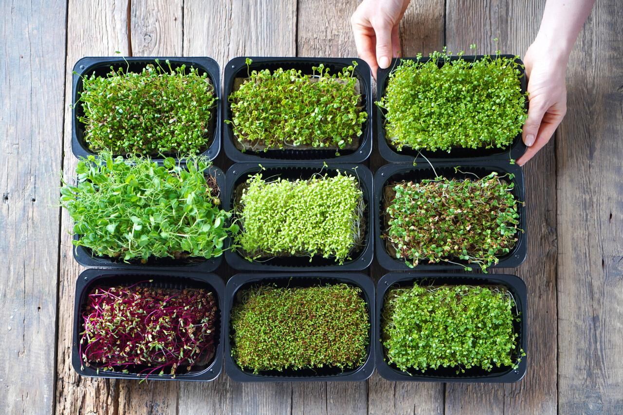 Riyadh, Florist, Training For Growing Microgreens In Home