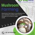 Mushroom Farming Machines For Efficient Cultivation