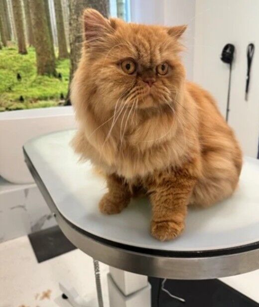 New York, Pet Supplies, Buy Cat Grooming Packages For Full Grooming Care
