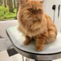 Buy Cat Grooming Packages For Full Grooming Care