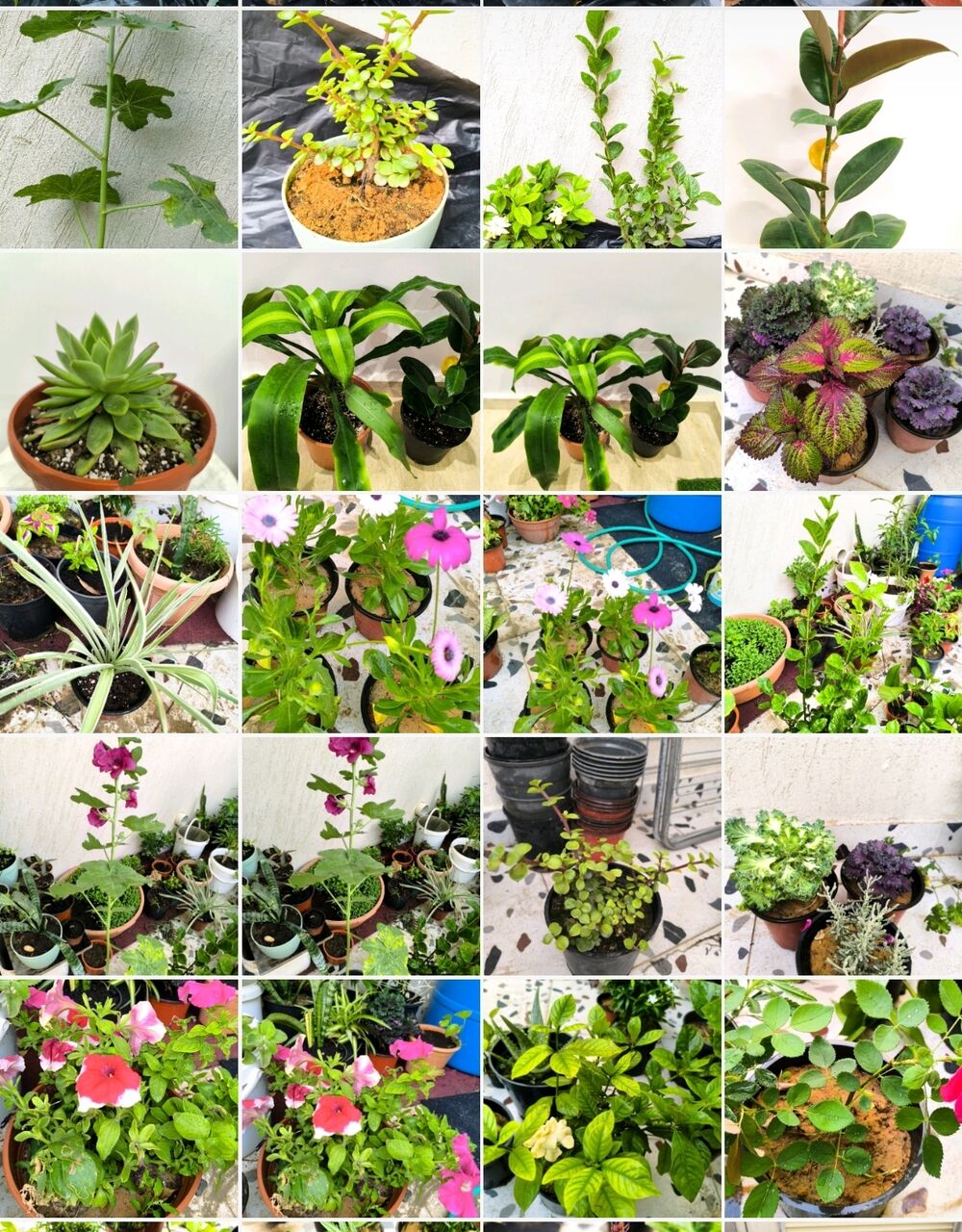 Riyadh, Farm & Garden, SAR 5,  Bulk Indoor, Outdoor & Office Plants For Sale 1&ndash;10 SAR | Wholesale Orders Welcome