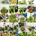 SAR 5,  Bulk Indoor, Outdoor & Office Plants For Sale 1&ndash;10 SAR | Wholesale Orders Welcome