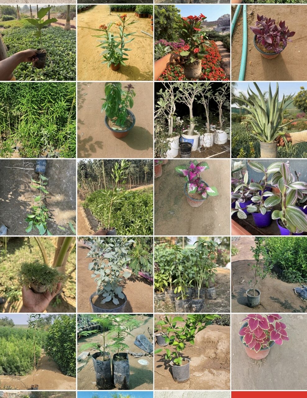 Riyadh, Farm & Garden, SAR 5,  Bulk Indoor, Outdoor & Office Plants For Sale 1&ndash;10 SAR | Wholesale Orders Welcome