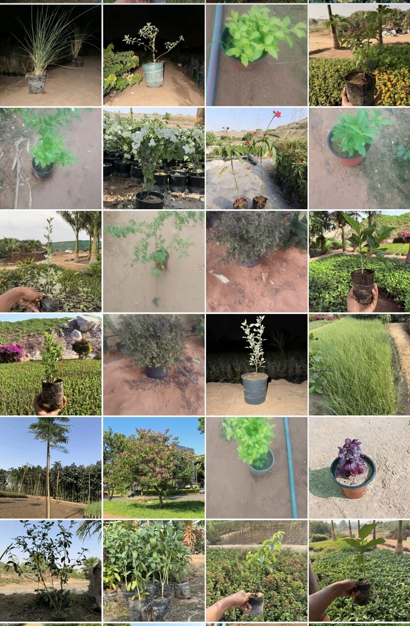 Riyadh, Farm & Garden, SAR 5,  Bulk Indoor, Outdoor & Office Plants For Sale 1&ndash;10 SAR | Wholesale Orders Welcome