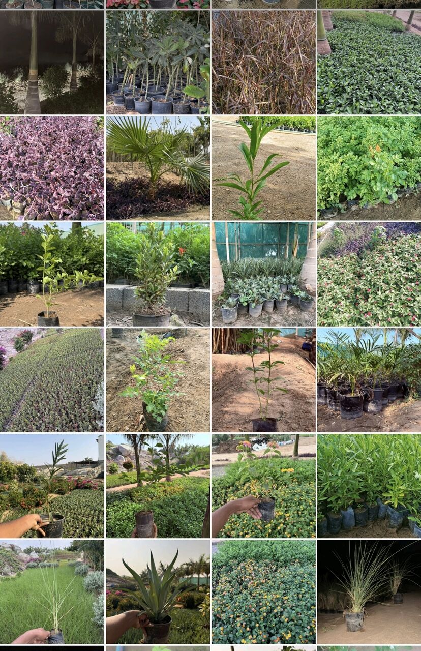 Riyadh, Farm & Garden, SAR 5,  Bulk Indoor, Outdoor & Office Plants For Sale 1&ndash;10 SAR | Wholesale Orders Welcome