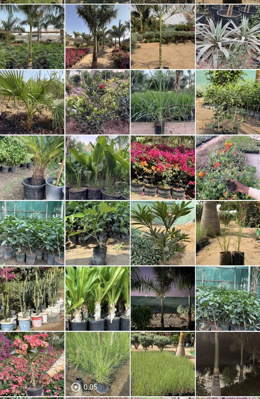 Riyadh, Farm & Garden, SAR 5,  Bulk Indoor, Outdoor & Office Plants For Sale 1&ndash;10 SAR | Wholesale Orders Welcome