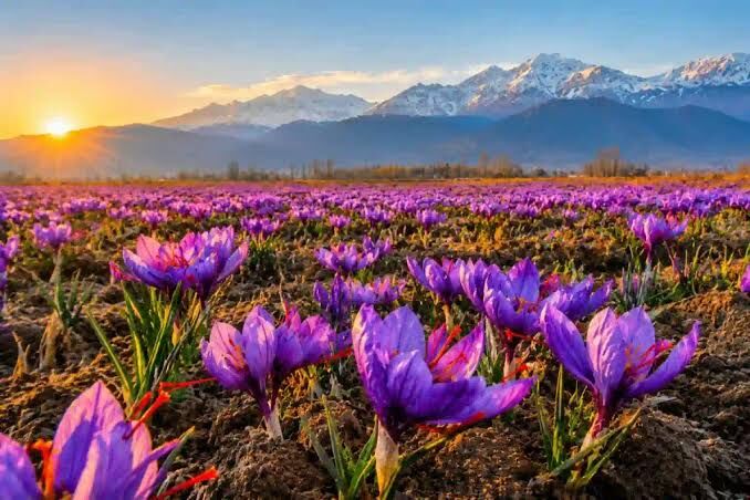 New Delhi, Travel, Splendid Hues Of Kashmir.4 Nights(1N Sonamarg, 1N Srinagar, 1N Gulmarg, 1N Pahalgam).