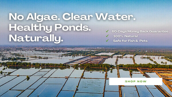 New York, Business, Pond Algae Control & Sludge Removal: Natural Beneficial Bacteria Guide &ndash; Biopro Solution