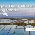 Pond Algae Control & Sludge Removal: Natural Beneficial Bacteria Guide &ndash; Biopro Solution