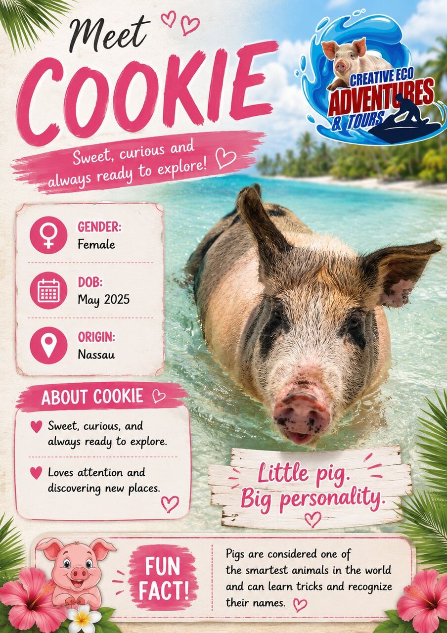 Bahamas, Travel, Experience Something Special With Swimming With Pigs In Bahamas