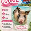 Experience Something Special With Swimming With Pigs In Bahamas