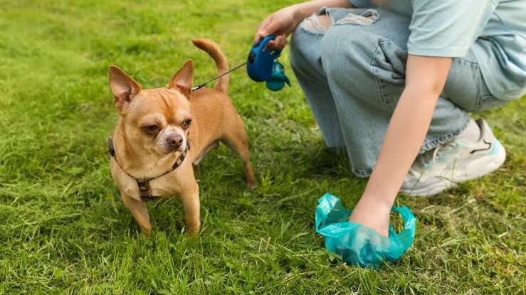New York, Business, Dog Poop Pick Up Service In  Frisco TX | Hooper Pooper Scooper