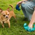 Dog Poop Pick Up Service In  Frisco TX | Hooper Pooper Scooper