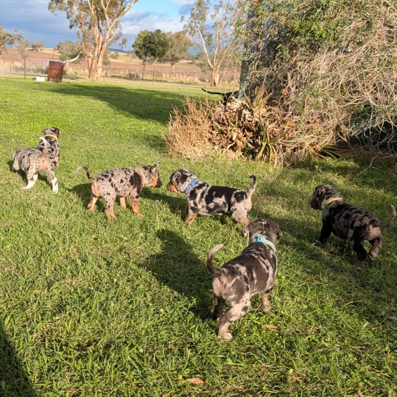 Tirana, Pet Supplies, ALL 1,  We Have Males And Female Catahoula Leopard Puppies Available