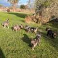 ALL 1,  We Have Males And Female Catahoula Leopard Puppies Available