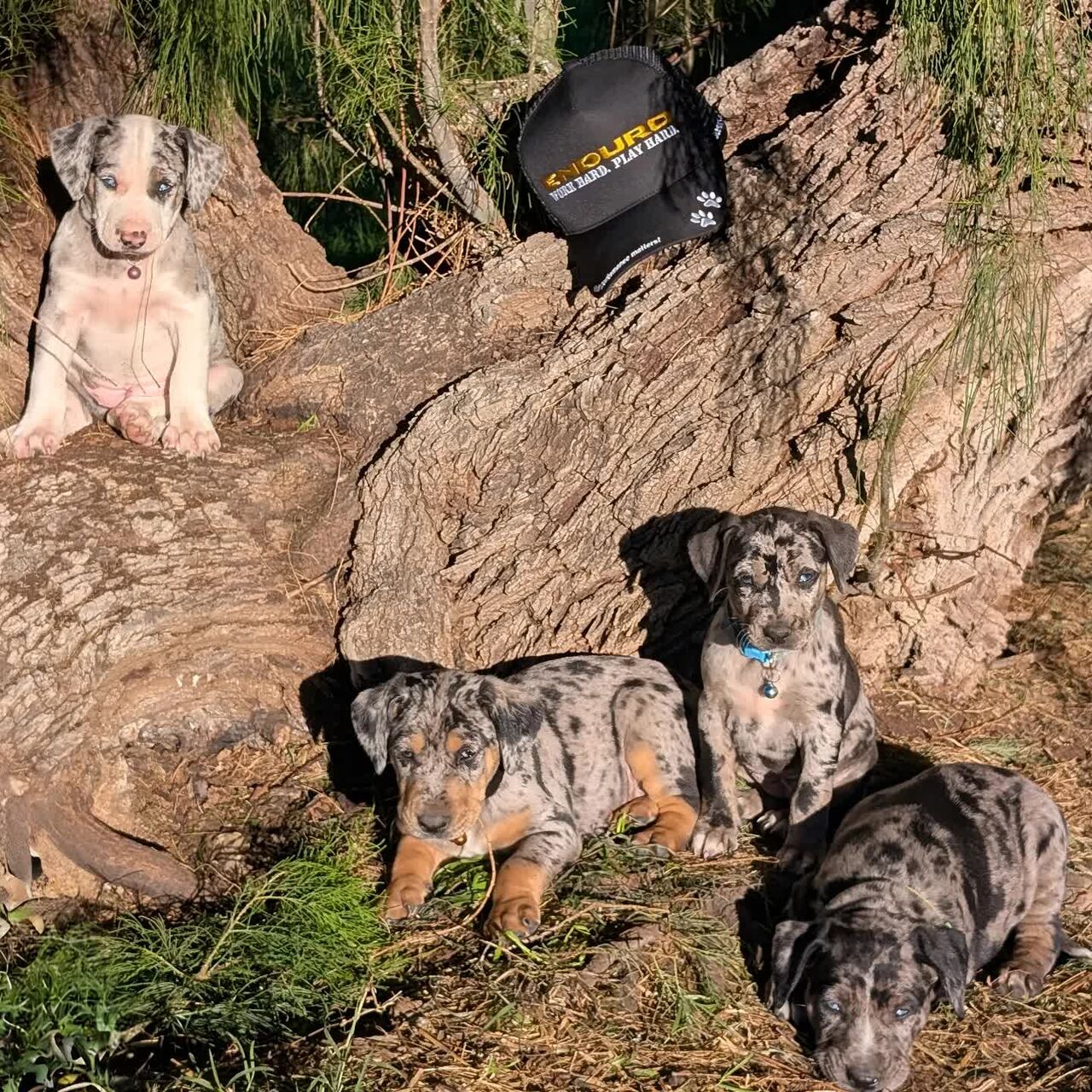 Tirana, Pet Supplies, ALL 1,  We Have Males And Female Catahoula Leopard Puppies Available
