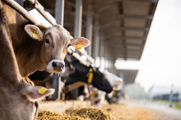 New York, Food & Drink, Bring Farm-Fresh Beef Home &mdash; Order Today