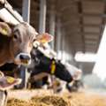 Bring Farm-Fresh Beef Home &mdash; Order Today