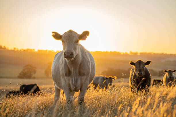 New York, Food & Drink, Bring Farm-Fresh Beef Home &mdash; Order Today