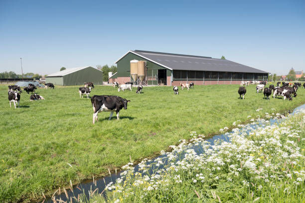 New York, Food & Drink, Bring Farm-Fresh Beef Home &mdash; Order Today