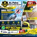 🐦 Bird Pest Control In Jeddah | Protect Your Villa, Home & Compound 🏠