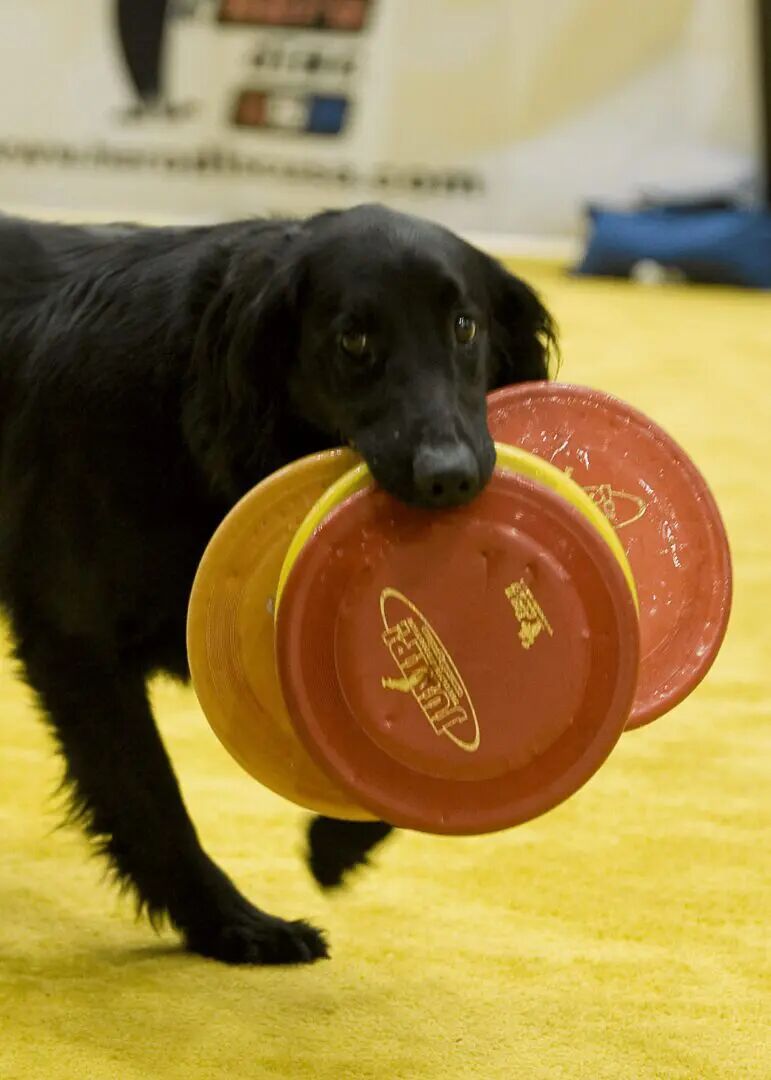 New York, Event Planning, Professional Animal Talent For Film Projects