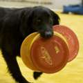Professional Animal Talent For Film Projects