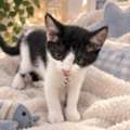 Cat With 2 Cute Kittens For Adoption Very Friendly & Nice For Adoption