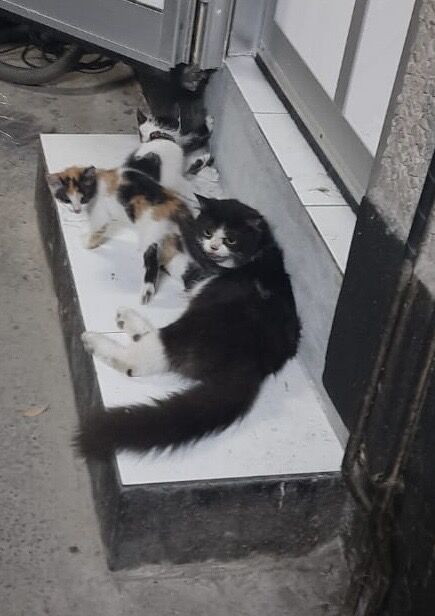 Manama, Pet Supplies, Cat With 2 Cute Kittens For Adoption Very Friendly & Nice For Adoption