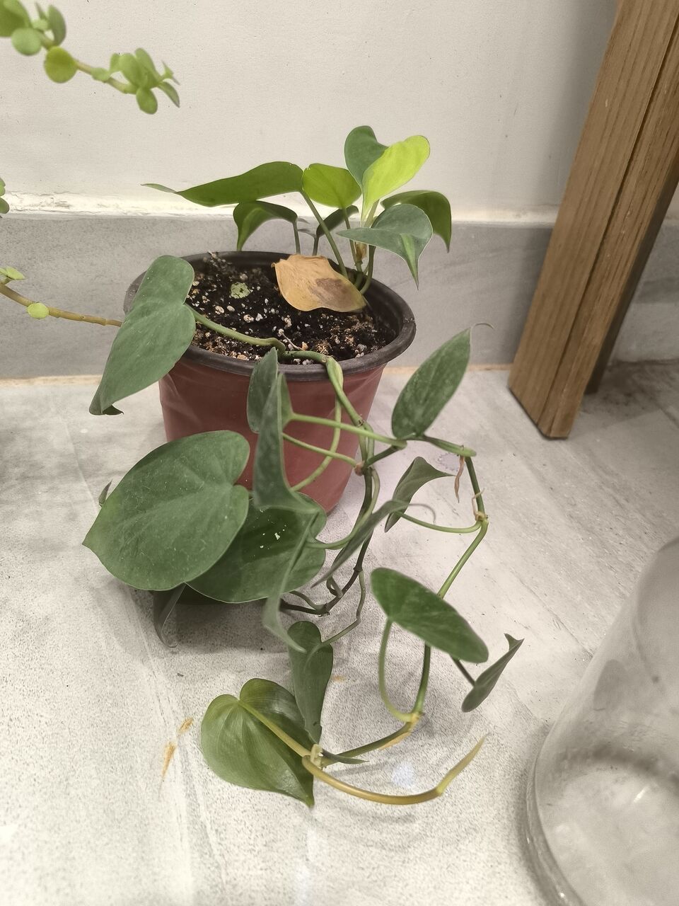 Riyadh, Farm & Garden, SAR 5,  Plants For Sale &ndash;Home Indoor & Outdoor Plants