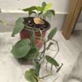 SAR 5,  Plants For Sale &ndash;Home Indoor & Outdoor Plants