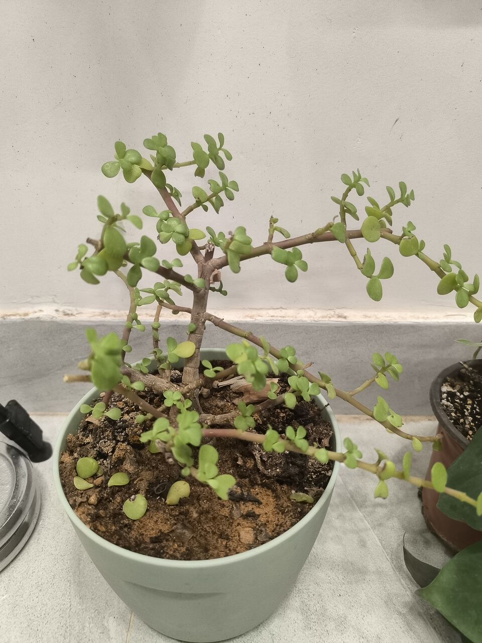 Riyadh, Farm & Garden, SAR 5,  Plants For Sale &ndash;Home Indoor & Outdoor Plants