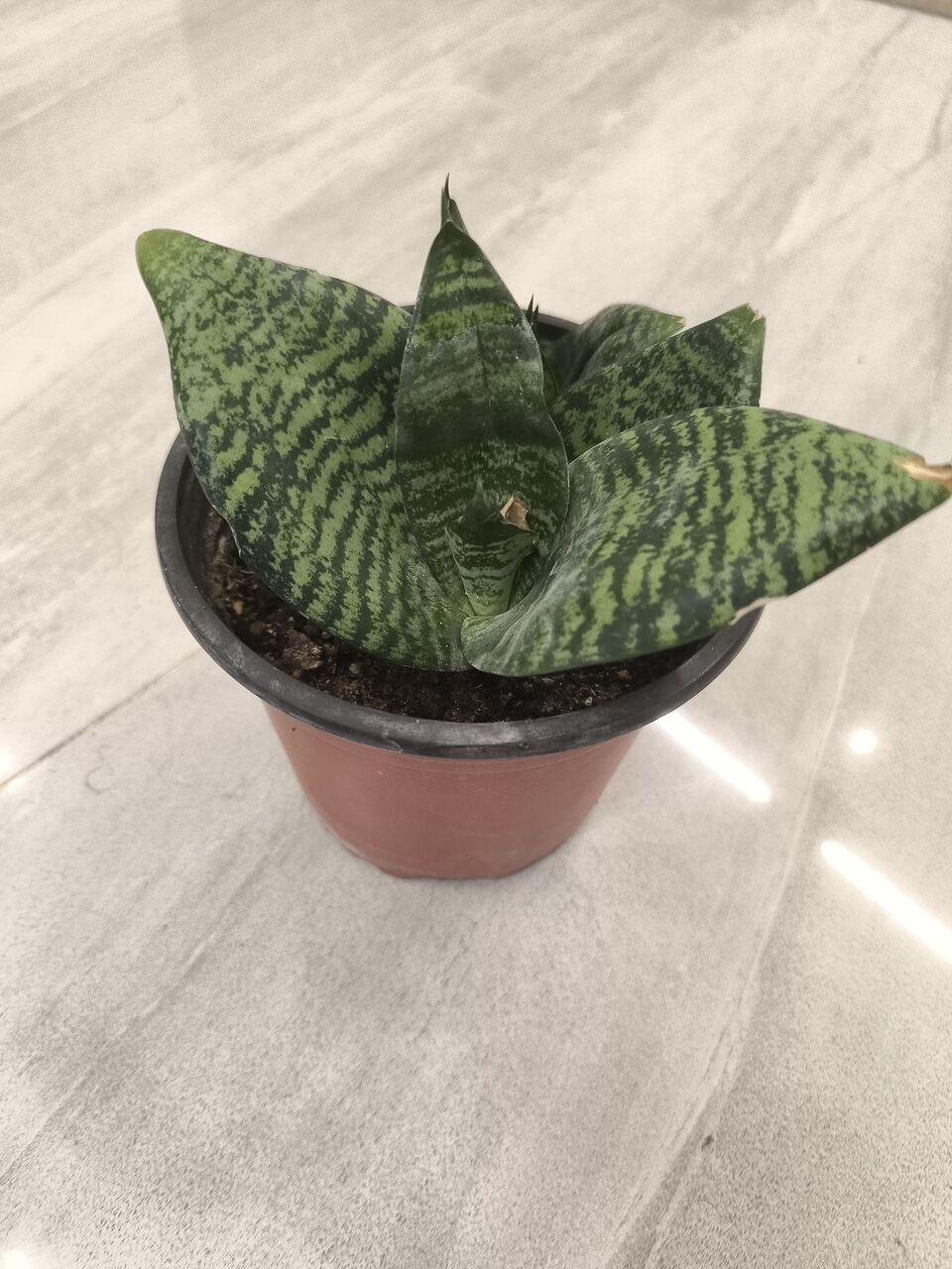 Riyadh, Farm & Garden, SAR 5,  Plants For Sale &ndash;Home Indoor & Outdoor Plants
