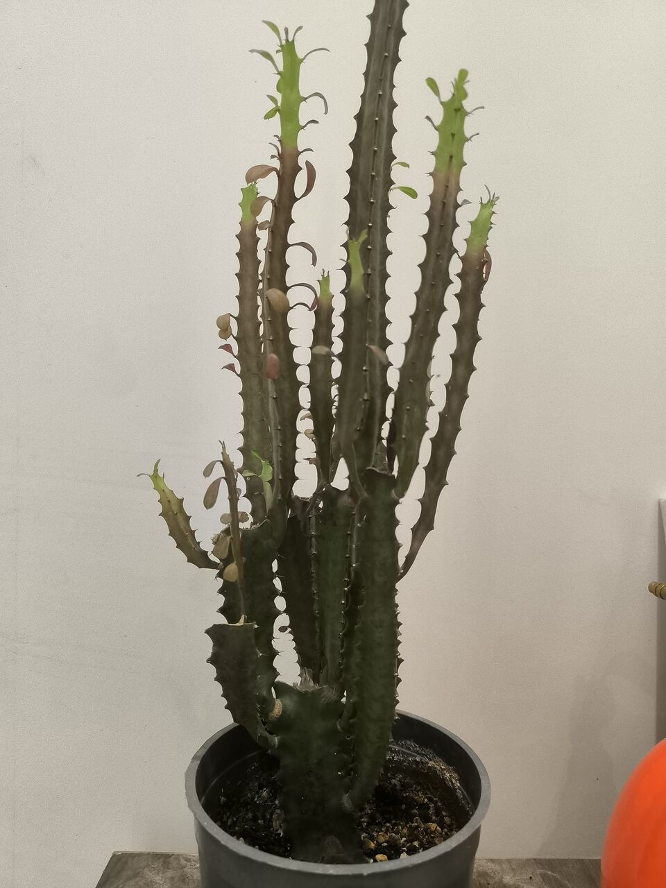 Riyadh, Farm & Garden, SAR 5,  Plants For Sale &ndash;Home Indoor & Outdoor Plants