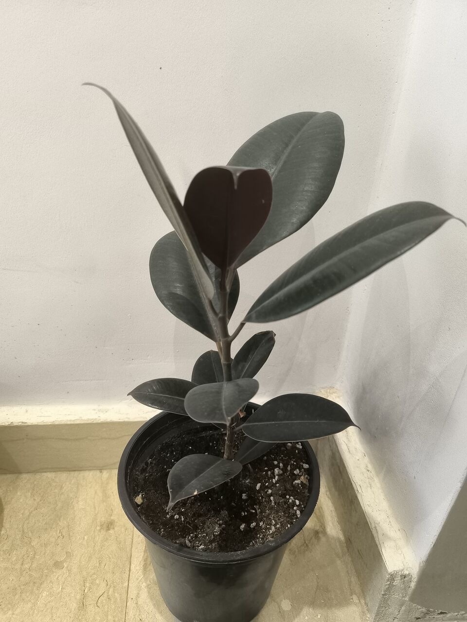 Riyadh, Farm & Garden, SAR 5,  Plants For Sale &ndash;Home Indoor & Outdoor Plants
