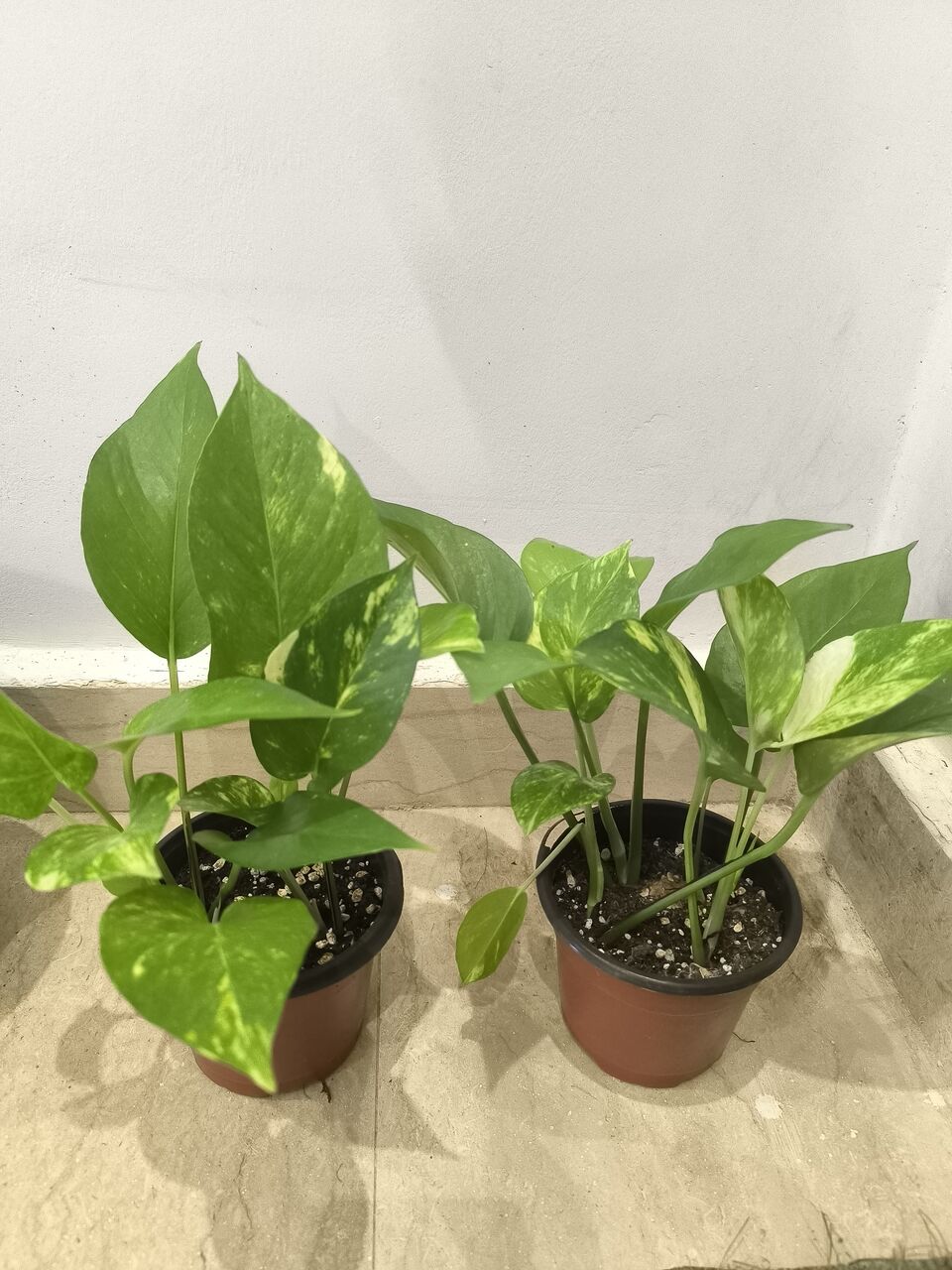 Riyadh, Farm & Garden, SAR 5,  Plants For Sale &ndash;Home Indoor & Outdoor Plants