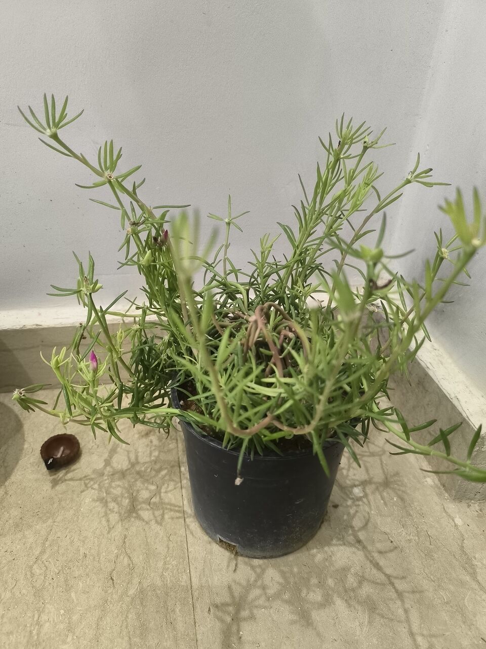 Riyadh, Farm & Garden, SAR 5,  Plants For Sale &ndash;Home Indoor & Outdoor Plants