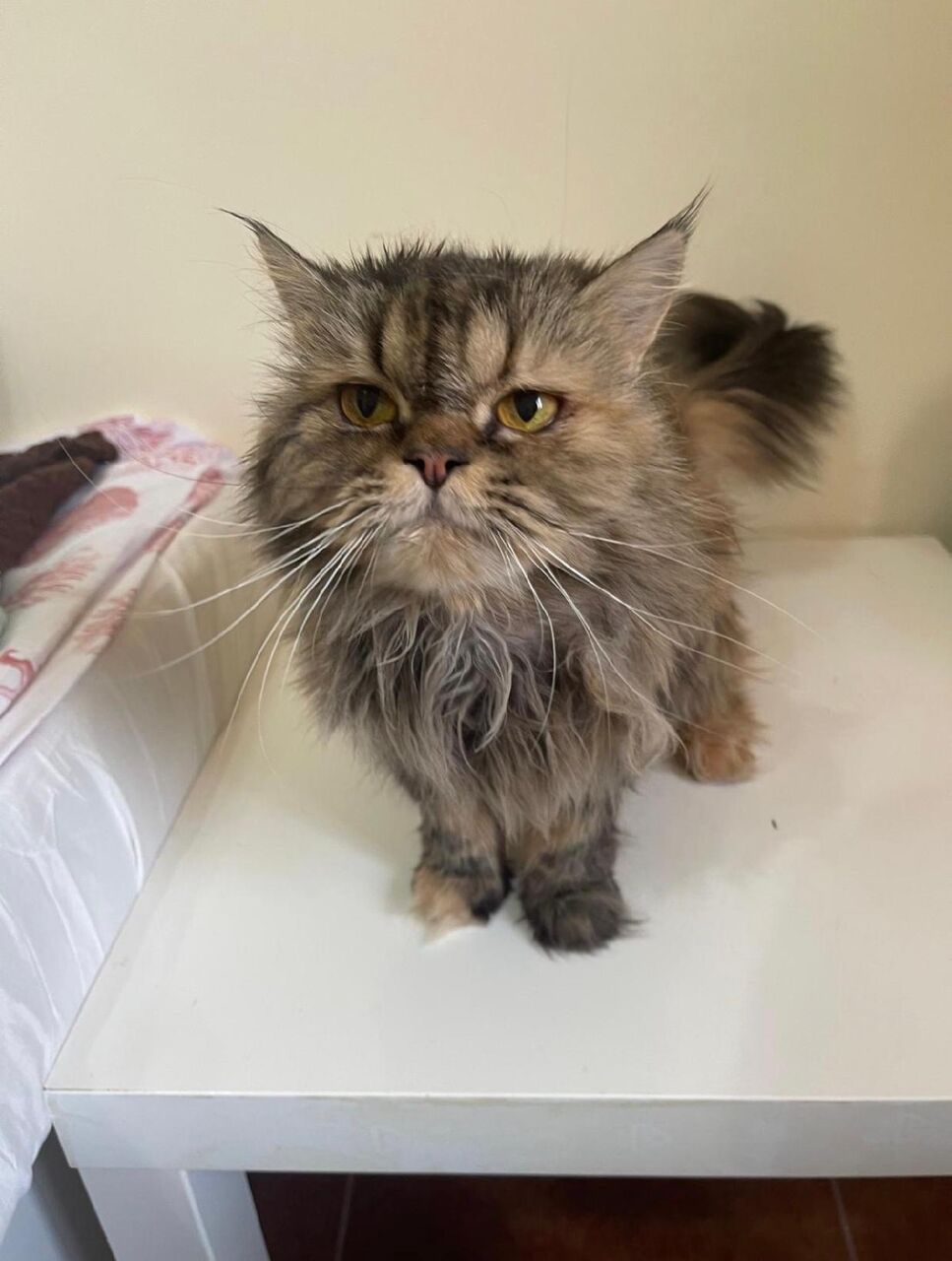 Zinj, Pet Supplies, Cats For Adoption (free)