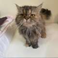 Cats For Adoption (free)
